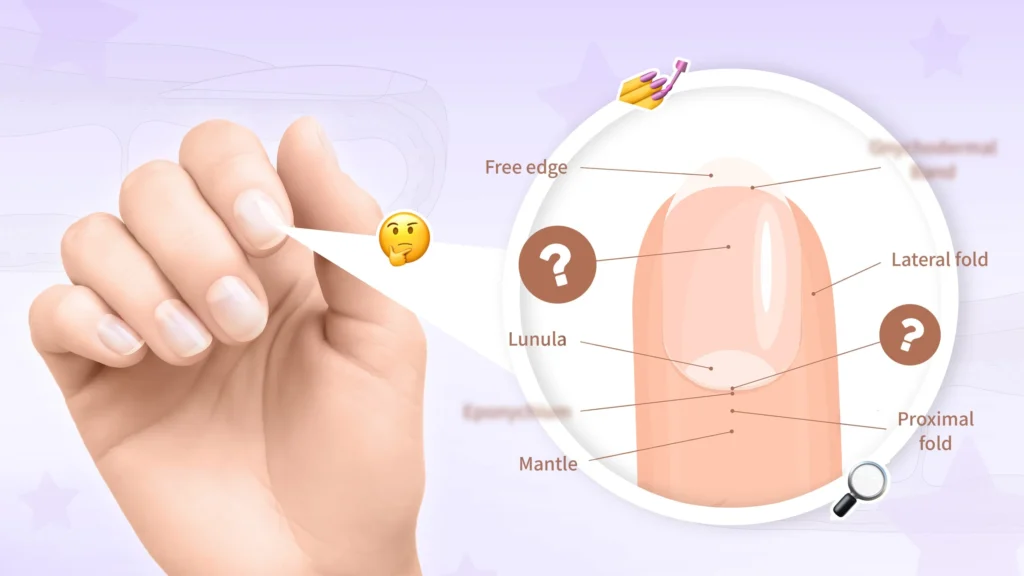 How to Take Care of Your Nails Naturally at Home in 2025 3 THUMBNAIL Nail Anatomy For Nail Technicians